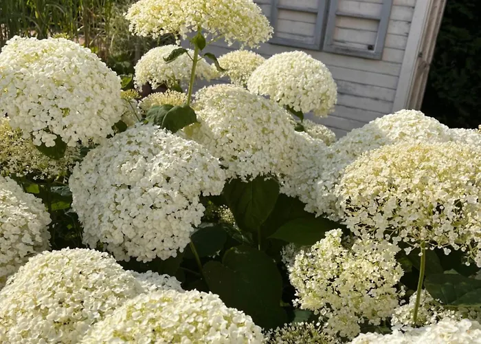 Kurz Vor Berlin Hoppegarten